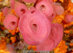 Mediterranean rose sponge Halyclona mediterranea, lives i... by Antonio Colacino 